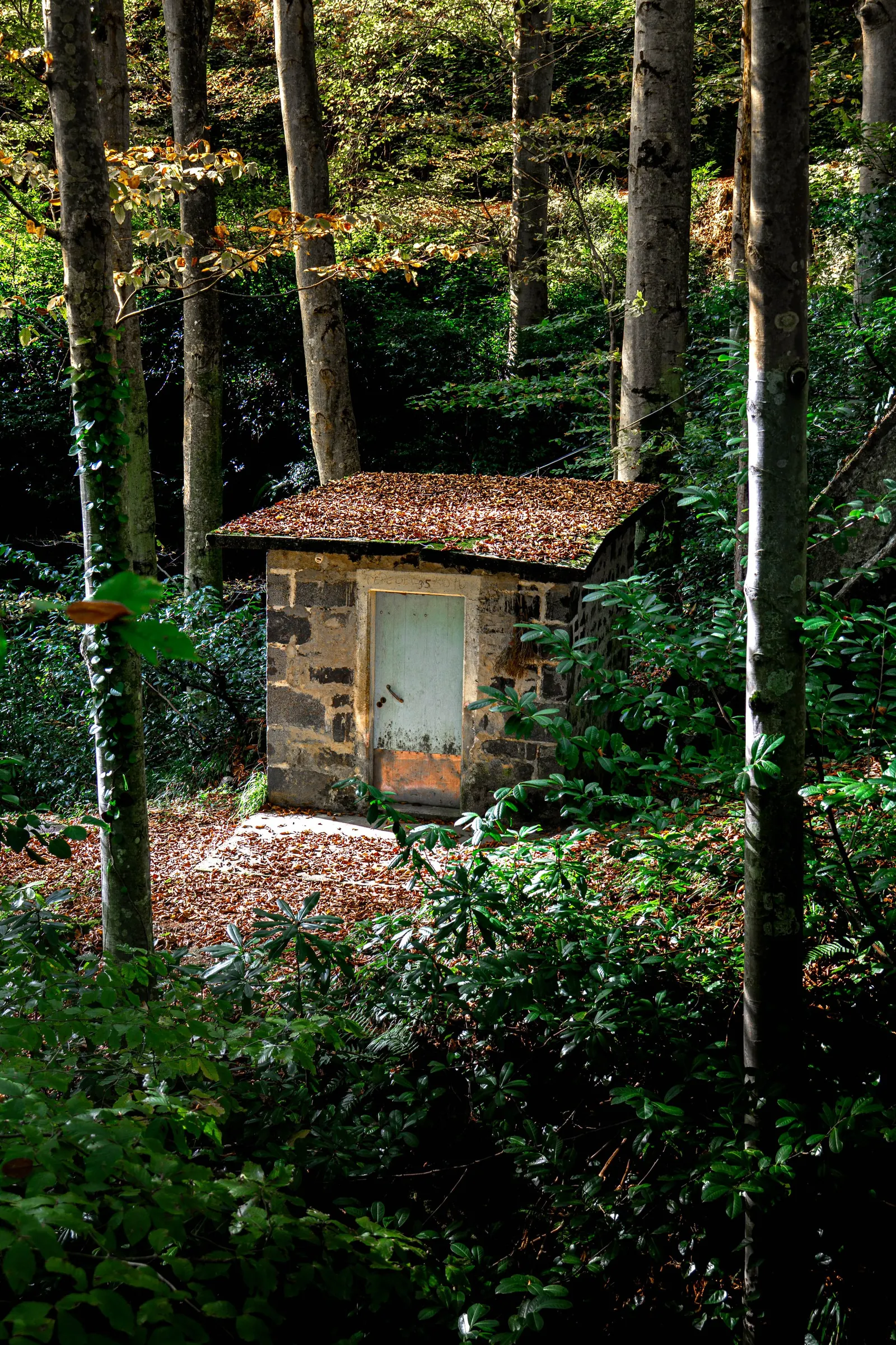 A small stone cabin surrounded by forest